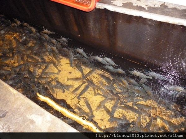 活蝦16-養蝦池.JPG