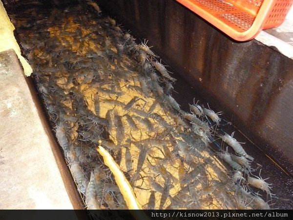 活蝦17-養蝦池.JPG