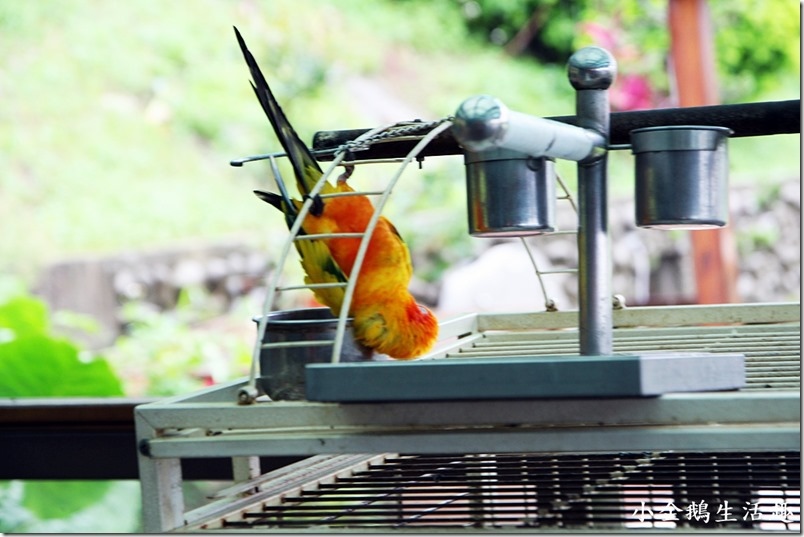 1499437297-4288735379.jpg?v=1499437298