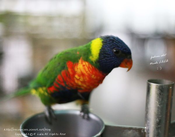 1498830485-46437930_n.jpg?v=1498830494