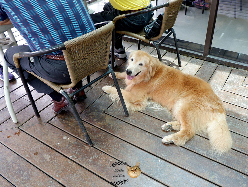 60394-1500061949-3617008386_thumb.jpg?v=1500061973