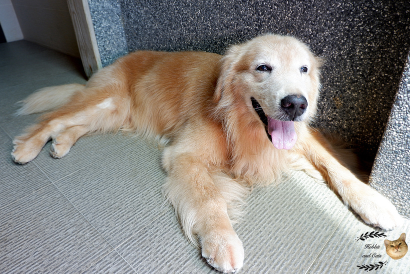 60394-1500061952-3729983901_thumb.jpg?v=1500061973