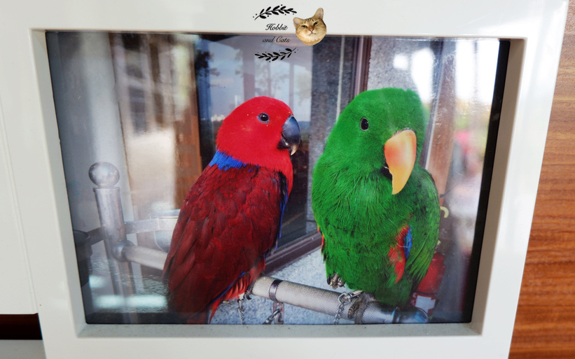 60394-1500061955-3398700757_thumb.jpg?v=1500061973