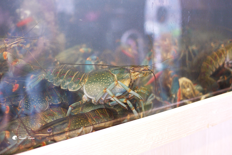 1498524741-1532136982.jpg?v=1498524775