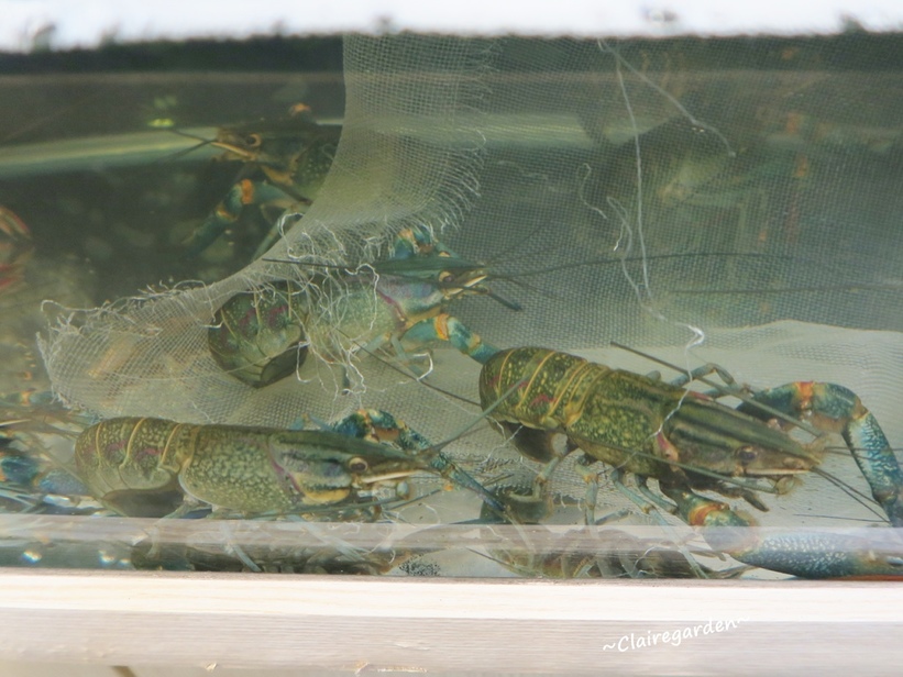 63762-1497614864-1369639461_l_thumb.jpg?v=1497764689