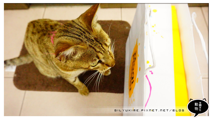 1498932220-3782720144.jpg?v=1498932228