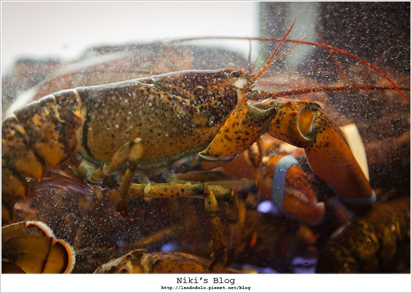 1499266713-1335199705.jpg?v=1499267848