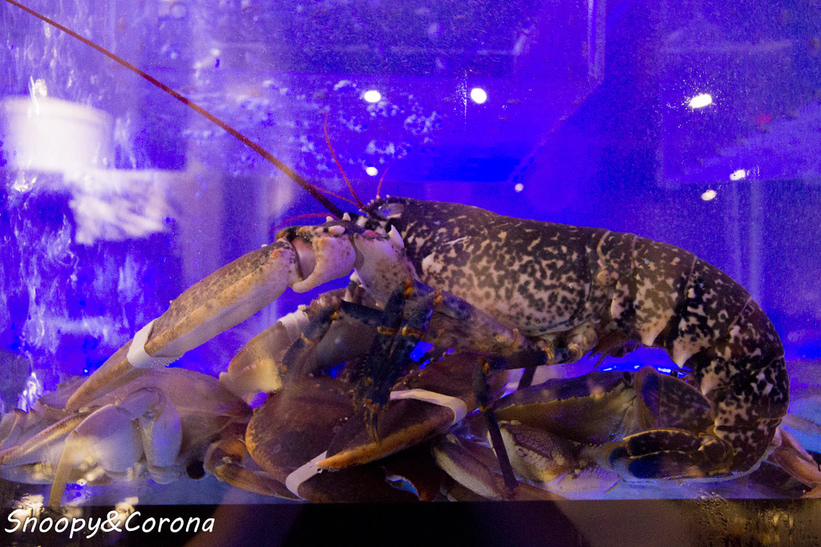 65000-1500017740-74377920_l_thumb.jpg?v=1500021885