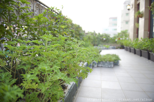 65491-1500180051-2616060318_n.jpg?v=1500180717