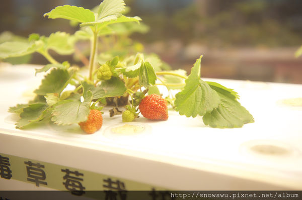 65491-1500179851-3581566532_n.jpg?v=1500180716