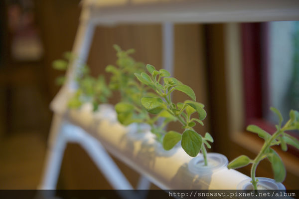 65491-1500179619-3801868379_n.jpg?v=1500180714