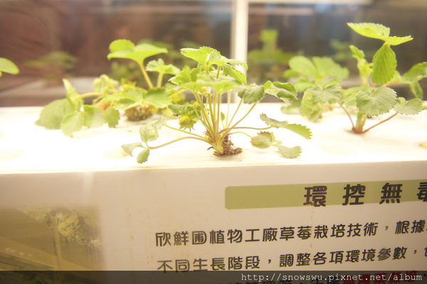 65491-1500179846-1516374748_n.jpg?v=1500180716