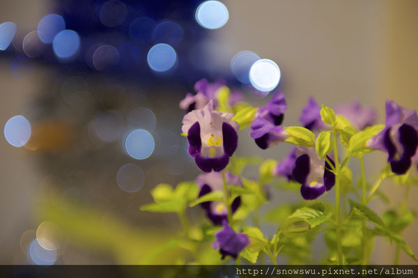 65491-1500179989-4111882724_n.jpg?v=1500180716