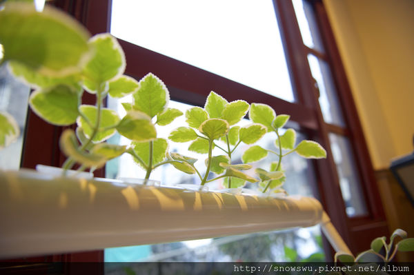 65491-1500179619-1891185961_n.jpg?v=1500180714