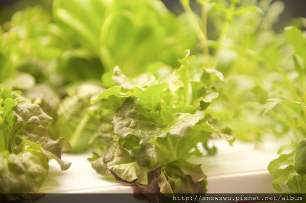 65491-1500179848-183464398_n.jpg?v=1500180716