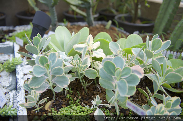 65491-1500180079-3160241553_n.jpg?v=1500180717