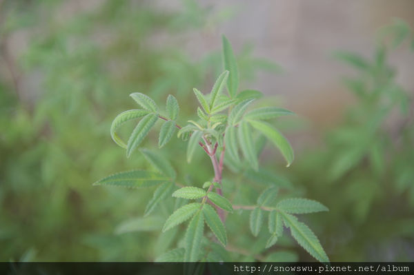 65491-1500180091-4098158987_n.jpg?v=1500180718