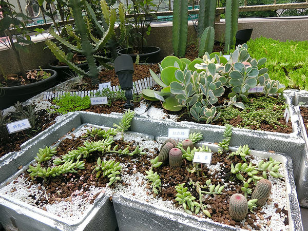 1500649738-4026225923_n.jpg?v=1500649789