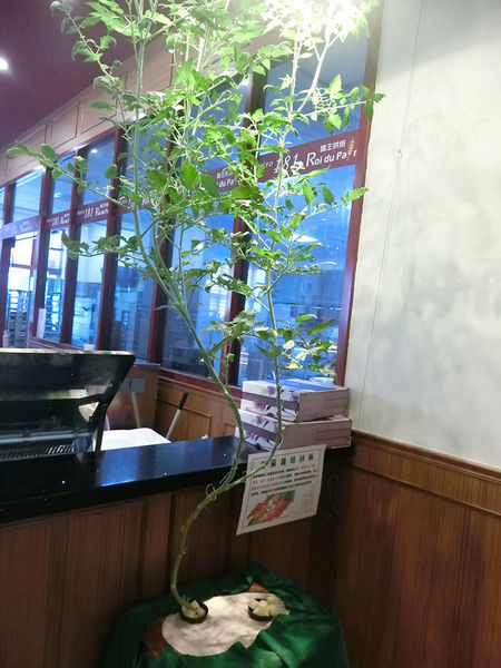 1500649747-1033836926_n.jpg?v=1500649789