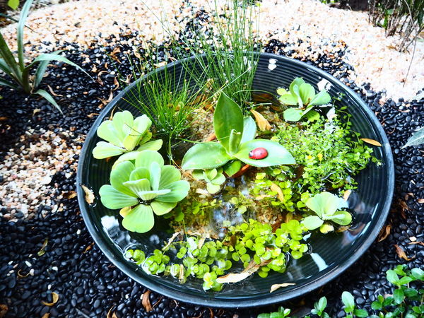 65553-1500520409-474474621_n.jpg?v=1500520412