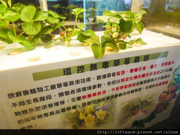 65621-1498637655-2498427653_n.jpg?v=1498637666