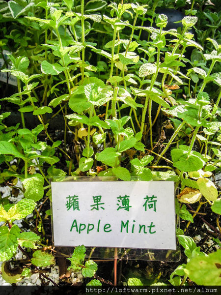 65621-1498639188-2626314013_n.jpg?v=1498639219