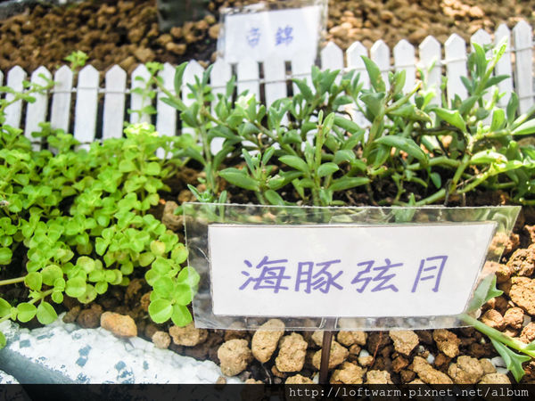 65621-1498639188-2595155538_n.jpg?v=1498639216