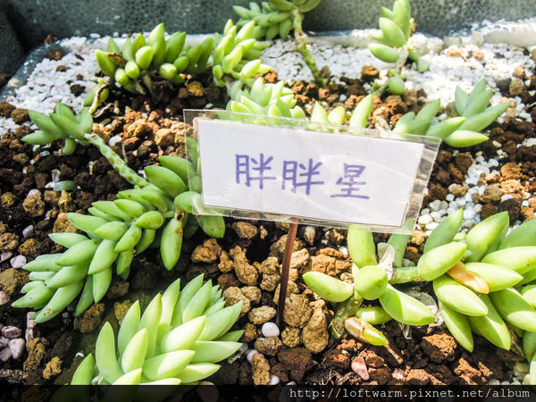 65621-1498639188-1810869130_n.jpg?v=1498639218