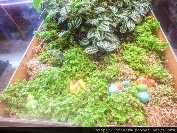 65621-1498637655-3126718207_n.jpg?v=1498637669