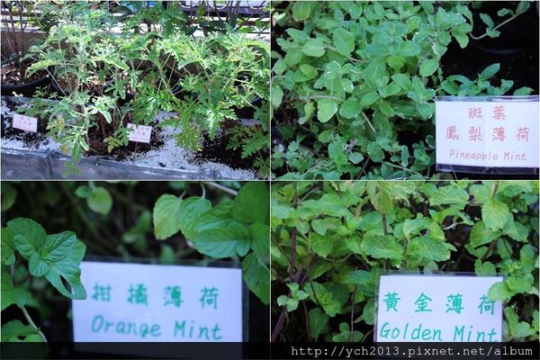 65635-1500220173-3515067471_n.jpg?v=1500220206