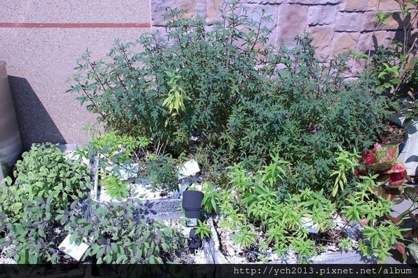 65635-1500220171-4039758419_n.jpg?v=1500220206