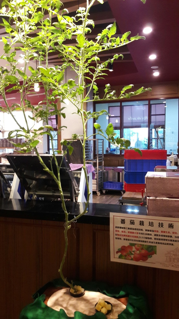 65668-1500261764-1079370998_l.jpg?v=1500261766