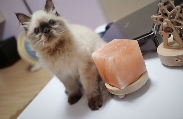 67090-1499246532-1706526952_n.jpg?v=1499322273