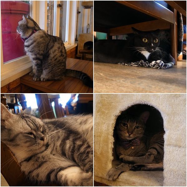 1500292131-144951289_n.jpg?v=1500292219