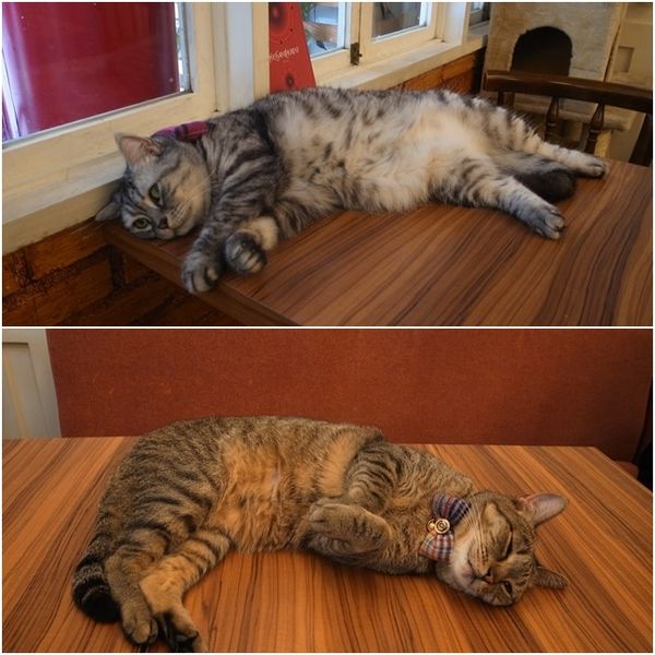 1500292137-2777534798_n.jpg?v=1500292219