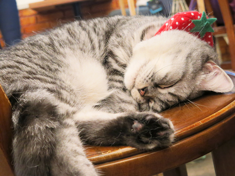 1501304861-1452630656_l.jpg?v=1501304952