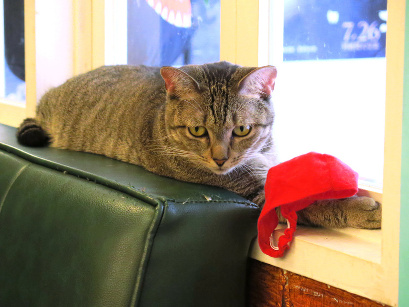 1501304190-1319237499_l.jpg?v=1501304951