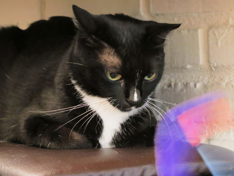 1501304833-2489421065_l.jpg?v=1501304952