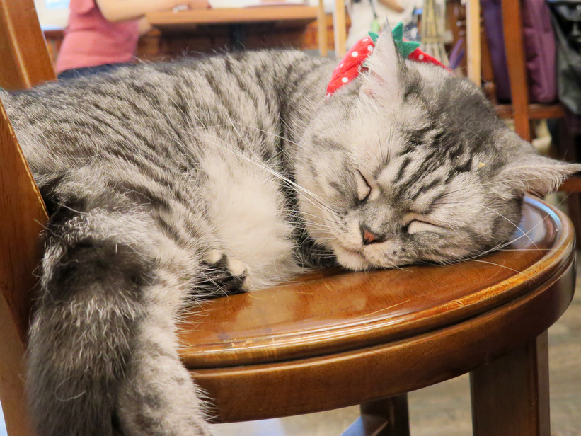 1501304860-4091850951_l.jpg?v=1501304952