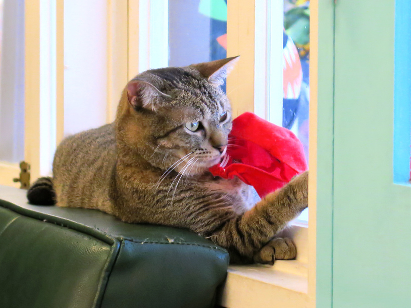 1501304188-1826379272_l.jpg?v=1501304951