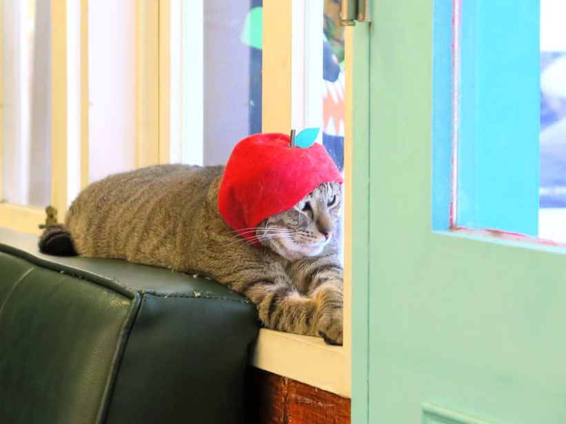 1501304190-611678750_l.jpg?v=1501304951