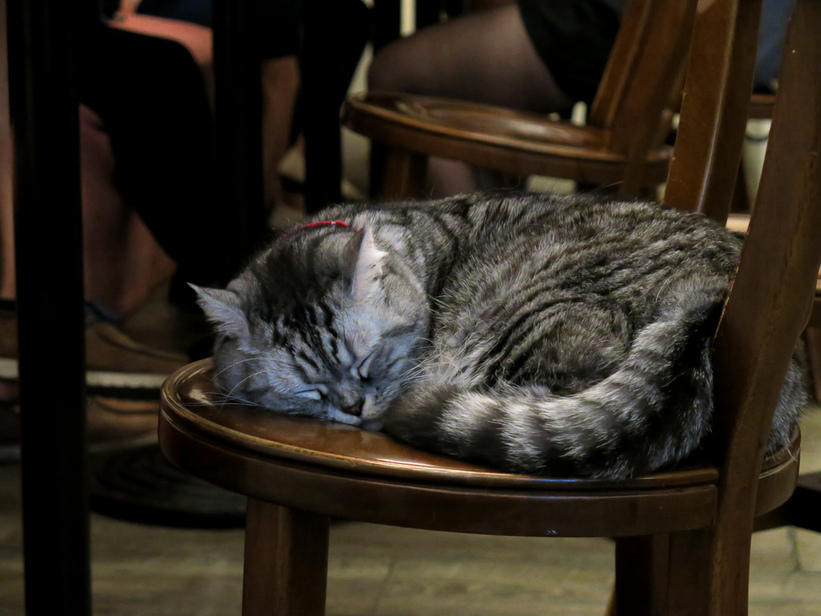 1501304251-2637591618_l.jpg?v=1501304952