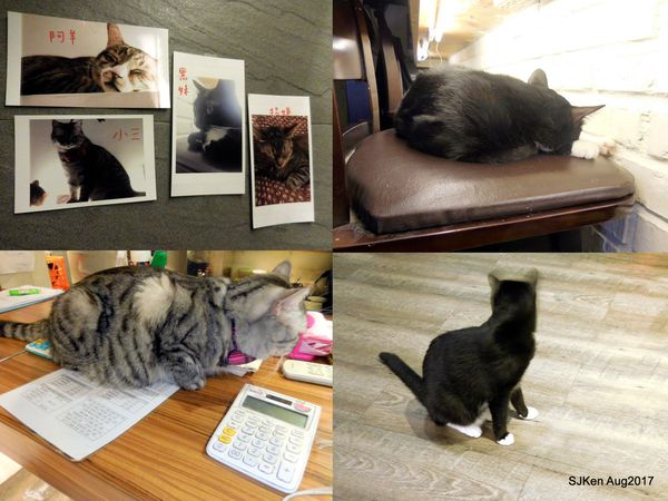 1502287878-2049853938_n.jpg?v=1502291430