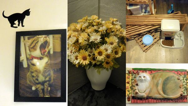 1502287876-3963663350_n.jpg?v=1502291430