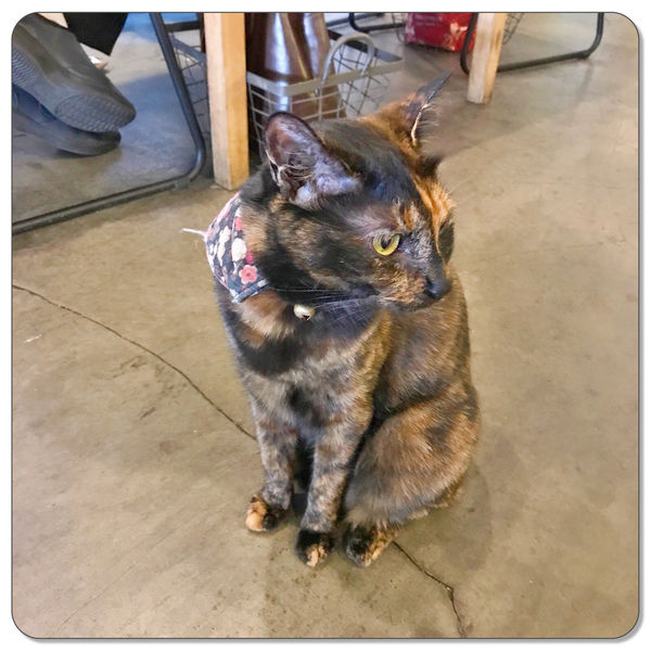 1501844373-3543327931_n.jpg?v=1501844422