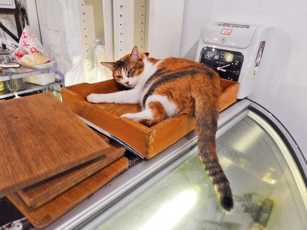 1502018399-3334604390_n.jpg?v=1502018405