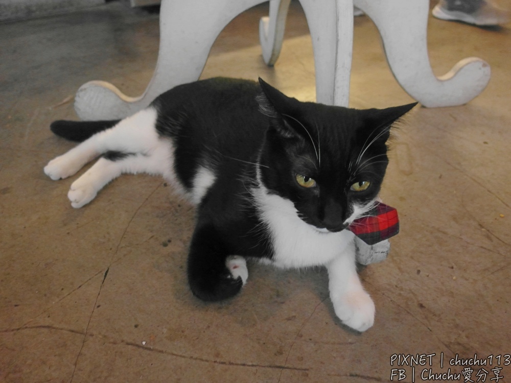 1503847794-1496344410.jpg?v=1503847863