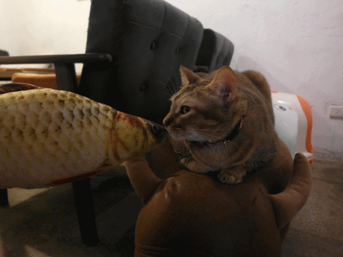 1503847798-2105068203.gif?v=1503847862