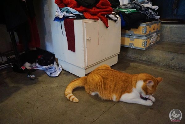 1503821117-3567091820_n.jpg?v=1503821666