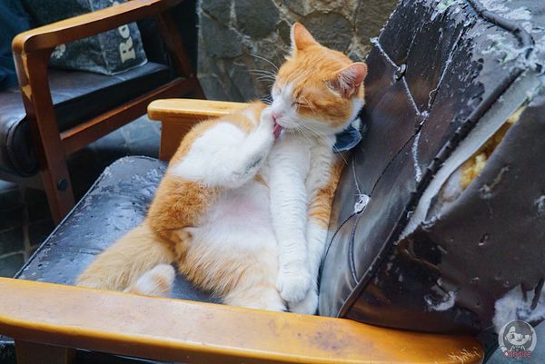 1503821107-1809026797_n.jpg?v=1503821665